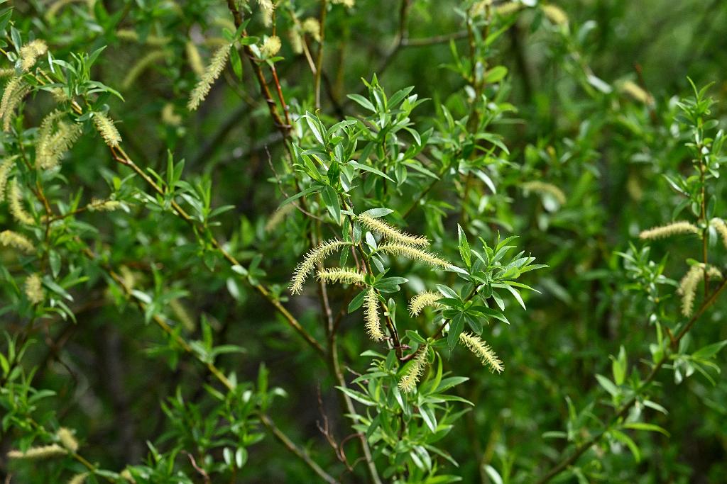 2025-05087758 Parker River NWR, MA.JPG - Black Willow. Parker River National Wildlife Refuge, MA, 5-8-2025